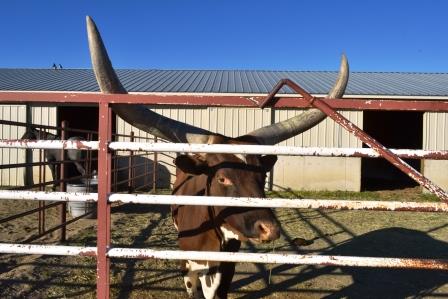 Butte steer